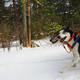 Illustration for article titled Where the Dogs Are: A Dogsledding Photo Diary